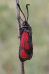 Zygaena loti