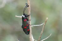 Zygaena lavandulae