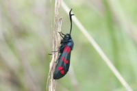 Zygaena filipendulae