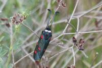 Zygaena lavandulae