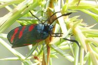 Zygaena filipendulae