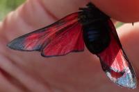 Zygaena filipendulae