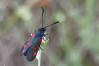 Zygaena filipendulae
