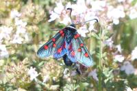 Zygaena lavandulae
