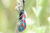 Zygaena rhadamanthus
