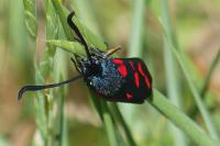 Zygaena filipendulae