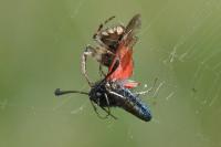 Zygaena rhadamanthus