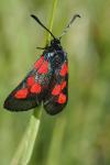 Zygaena trifolii