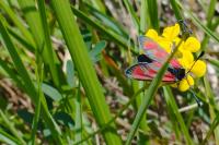 Zygaena loti