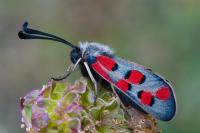 Zygaena rhadamanthus