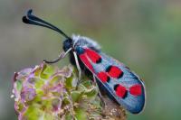 Zygaena rhadamanthus