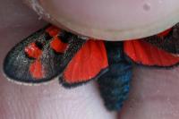 Zygaena rhadamanthus