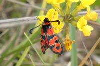 Zygaena fausta