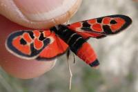 Zygaena fausta