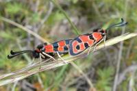 Zygaena fausta