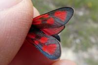 Zygaena loti