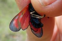 Zygaena loti