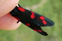 Zygaena transalpina