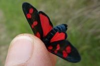 Zygaena transalpina