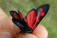 Zygaena transalpina