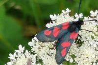 Zygaena trifolii