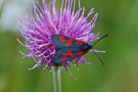 Zygaena trifolii