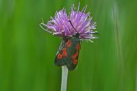 Zygaena trifolii