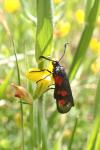 Zygaena trifolii