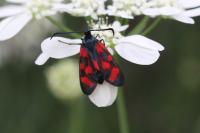 Zygaena transalpina