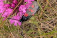 Zygaena trifolii