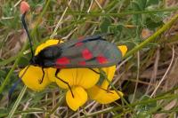 Zygaena trifolii