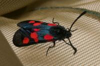 Zygaena trifolii