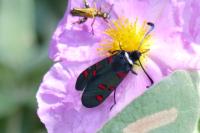 Zygaena lavandulae