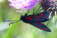 Zygaena transalpina