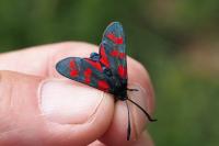 Zygaena filipendulae