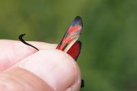 Zygaena filipendulae