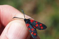 Zygaena transalpina