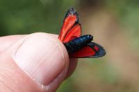 Zygaena transalpina