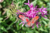 Zygaena loti