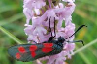 Zygaena filipendulae