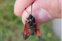 Zygaena filipendulae