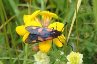 Zygaena trifolii