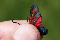 Zygaena filipendulae