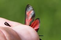 Zygaena filipendulae