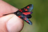 Zygaena trifolii