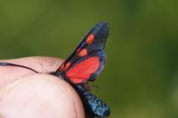 Zygaena trifolii