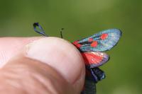Zygaena trifolii