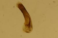Adscita statices