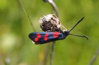 Zygaena filipendulae