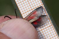 Zygaena viciae